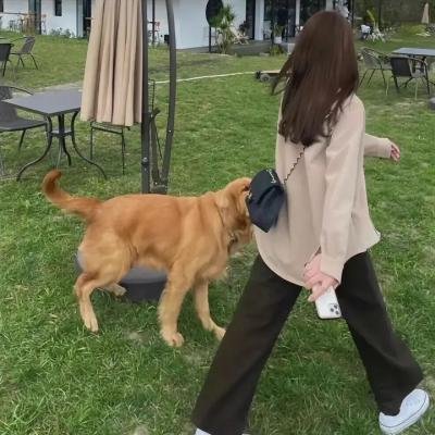 戆子记